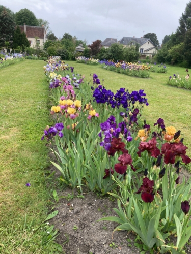 le jardin des iris,champigny-sur-veude