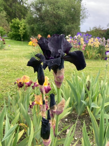 le jardin des iris,champigny-sur-veude